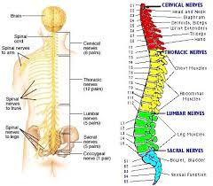 Collections are ordered sets of models. Lift Your Abdominals And Lower Back Bones Like Your Life Depends On It Because It Does The Vertical Workshop S Pilates Teacher Blog