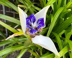 Image result for Neomarica northiana