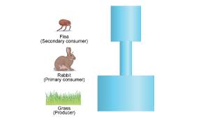 Food Web - Kidspressmagazine.Com