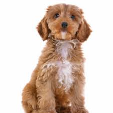 How much does a cockapoo puppy cost & where to buy cockapoo puppies? Petland Florida