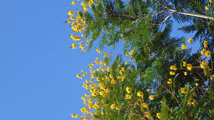 Image result for Peltophorum pterocarpum