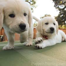 English Cream Golden Retriever Puppies From Newborn To 8 Weeks Old Puppy In Training