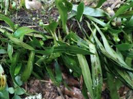 Image result for Loxogramme