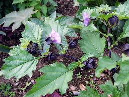 Image result for Nicandra physalodes