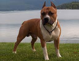 Life Span Of Staffordshire Bull Terrier