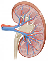 27+ listes de lvlupfit.comwhat organ in just underbthe bottom left rib! Posts Page 3 Of 35 Ask The Scientists