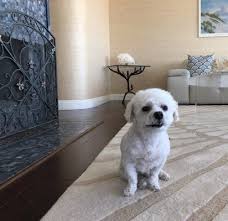 In addition, it is incredibly. Toni S Mobile Pet Spa 11 Photos 24 Reviews Pet Groomers Oxnard Ca Phone Number Yelp