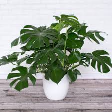 Split Leaf Philodendron In Woven Basket Philodendron Plants Foliage Plants