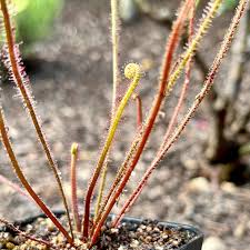 Image result for Secamone filiformis