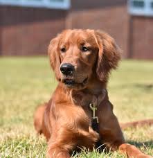 They make an ideal family dog and pet, play well with children, are easy his ultimate goal in breeding dogs was to create a breed that would do well in the scottish climate and love hunting and retrieving the local game. Rock Creek Golden Irish Bloomington Il Glorious Dawn Puppies
