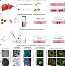 For a plate renewal, your vehicle may be subject to an emissions test before being able to renew your plate. Establishment Of Human Fetal Hepatocyte Organoids And Crispr Cas9 Based Gene Knockin And Knockout In Organoid Cultures From Human Liver Nature Protocols