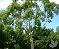 Image result for Eucalyptus citriodora