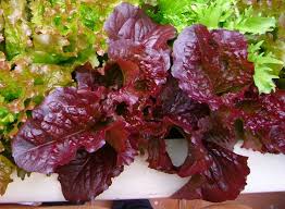 Resulta ng larawan para sa picture of lettuce