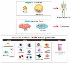 Ijms Free Full Text Regenerative Stem Cell Therapy For Neurodegenerative Diseases An Overview Html