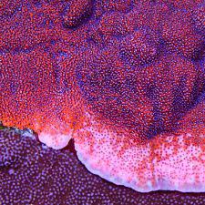 Pin On Reef Montipora