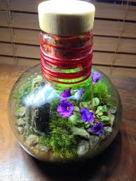 Check spelling or type a new query. My Plant Doctor On Twitter Small Closed Terrarium With Blooming Lil Periscope Micro Miniature African Violet Made About 6 Months Ago Http T Co Onytopi2ri