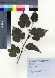 Image result for Rubus steudneri