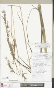 Image result for Hyparrhenia quarrei