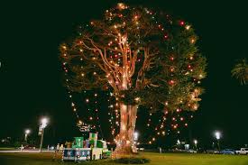 Tour the conservatory of flowers at golden gate park. Merry Christmas S F S Subdued Tree Lighting Par For The Course For 2020