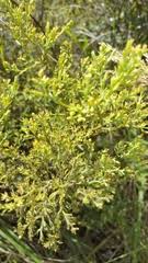 Image result for Thesium magnifructum