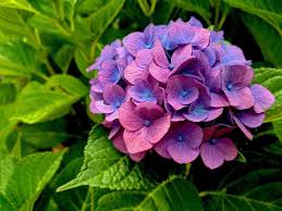 Image result for Hydrangea