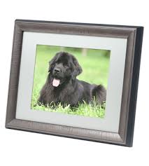 Cheap pet caskets & urns, buy quality home & garden directly from china suppliers:personalized resin urns pets dog cremation ashes urn keepsake casket pets memorials for ashes pet urn jsys enjoy free shipping worldwide! Pet Urns Ashes Caskets Keepsakes And Memorials Petributes