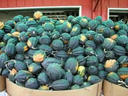 Check spelling or type a new query. Types Of Squash Summer And Winter Squash Whats Cooking America