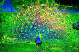 Peacock, any of three species of resplendent birds of the pheasant family. Peacock Bird Colorful 22 Wallpaper 2560x1707 363819 Wallpaperup