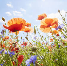 Maybe you would like to learn more about one of these? 35 Inspirational Flower Quotes Best Quotes About Flowers