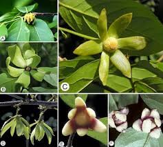 Image result for Huberantha