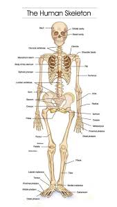 Pin On Anatomie