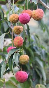 Cornus Kousa Edible Fruit Exotische Fruchte Fruchte Und Gemuse Fruchte