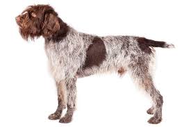 Teddy bear puppies for sale. Wirehaired Pointing Griffon Dog Breed Information