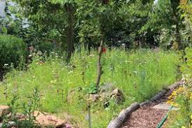 Magerwiese Wildblumenwiese Blumenwiese Wildblumen Anlegen Abmagern Weg Rindenmulch Garten Insekten Bien Wildblumenwiese Wildblumen Wiese Blumen Wiese