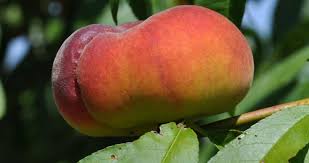 The florida stone fruit breeding program began in 1952. Cir1159 Mg374 Florida Peach And Nectarine Varieties
