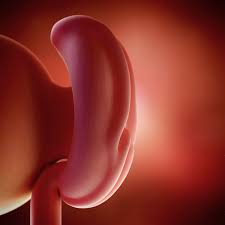 How is the uterus of a pregnant woman structured? 4 Weeks Pregnant Pregnancy Week By Week