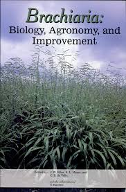 Image result for Urochloa marlothii