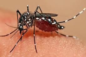 You're likely dealing with rodents, insects like mosquitoes or fruit flies, or less common pests such as scorpions. Pest Control Services Odisha