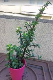 The elephant bush or dwarf jade plant, which is also known as the portulacaria afra, is a south african trailing succulent plant. Portulacaria Afra Elephant Bush Care Types And Propagation Succulent Plant Care