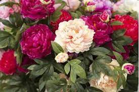Pin On Gardening