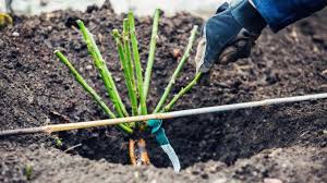 Morcov, patrunjel, marar, leustean, ridichi de luna, ceapa, usturoi, ceapa verde de pe soluri fertilizate cu ingrasamant organic se planteaza conopida, varza de toamna, varza rosie, varza de bruxelles, gulia de toamna si broccoli. Ce Semanam Si Plantam In Luna Martie In Gradina Si Sera