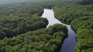 Velg blant mange lignende scener. Aerial View Of Mangrove Forest Stock Footage Video 100 Royalty Free 1062084661 Shutterstock