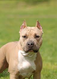 american staffordshire terrier amstaff dog portrait american staffordshire terrier portrait american pitbull terrier staffordshire terrier pitbull terrier