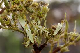 Image result for Vangueriopsis lanciflora