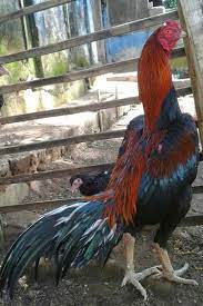 Mempersiapakan ayam sebelum turun →. Cara Merawat Ayam Bangkok Siap Adu Dari Kecil Trikmerawat Com