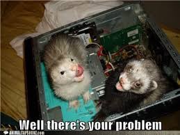 Pin By Ninja Multimedia On Humor Cute Ferrets Ferret Funny Ferrets