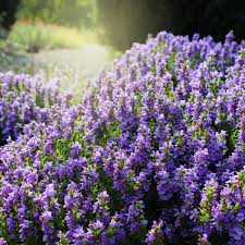 Image result for Satureja