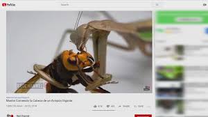 The larger group of these insects is more properly called the praying mantis. Could Praying Mantises Kill Or Control The Asian Giant Hornet Population In Washington State King5 Com