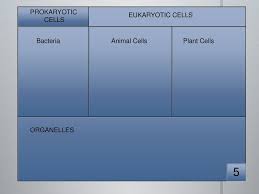 Fungi, protozoa, algae, plants, and animals are composed of. 5 Prokaryotic Cells Eukaryotic Cells Bacteria Animal Cells Plant Cells Ppt Download