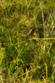 Image result for Carex petitiana